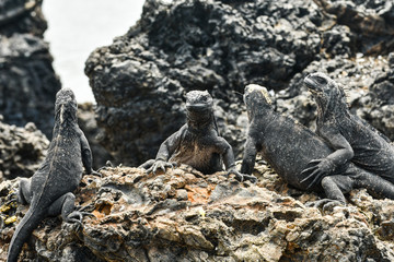 Iguana isla isabela