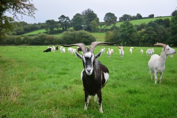 A herd of goats in Ireland with one goat in front.