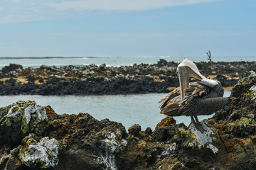 Brown pelican galapagos island