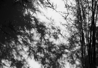 black and white bamboo tree with shadow on wall