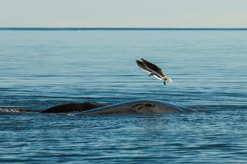 Fototapeta premium Gull and whale, Peninsula Valdes,, Patagonia, Argentina
