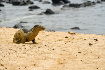 Galapagos sea lion