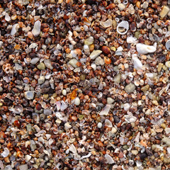 pile of seashell on the sand beach