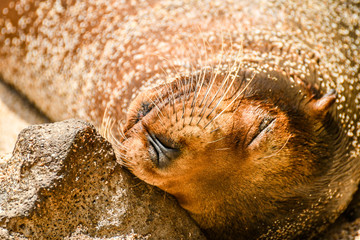 Galapagos sea lion