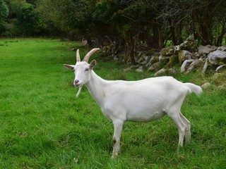 Obraz na płótnie Canvas White goat in Ireland.