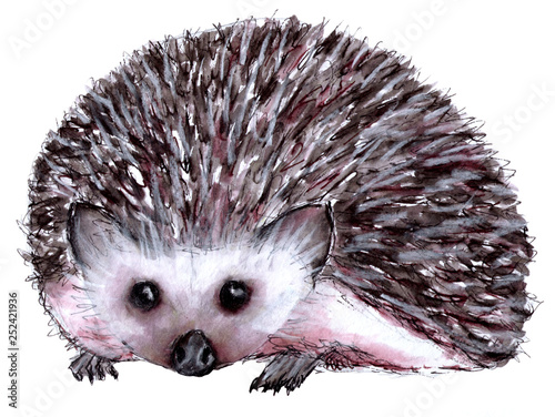 "Zeichnung Igel" Stockfotos und lizenzfreie Bilder auf Fotolia.com