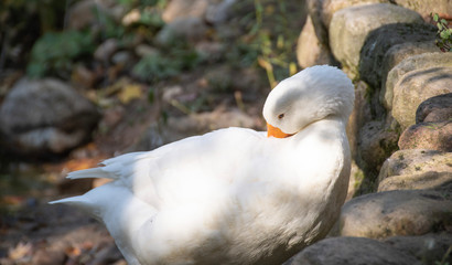 Gans die sich  das gefieder putzt.