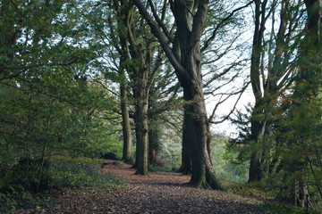 Forest in Autumn