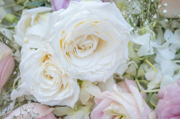 Many light roses