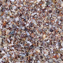 pile of seashell on the sand beach