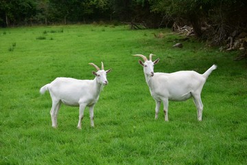 Obraz na płótnie Canvas Two male goats in Ireland.