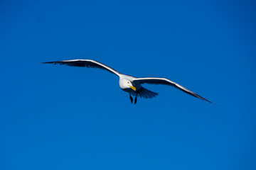isolated seagull in the mediterranean sea.background.