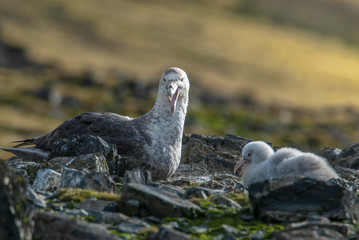 Antartic giant petrel, Hannah Point,Livingston island, South Shetlands , Antártica