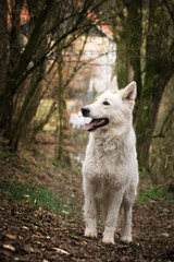 Portrait of white swiss shepherd dog, who is standing in deep forest and looking at his handler