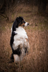 Australian shepherd dog is begging in reed