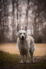 Labrador is standing in front of forest, mysterious atmosphere