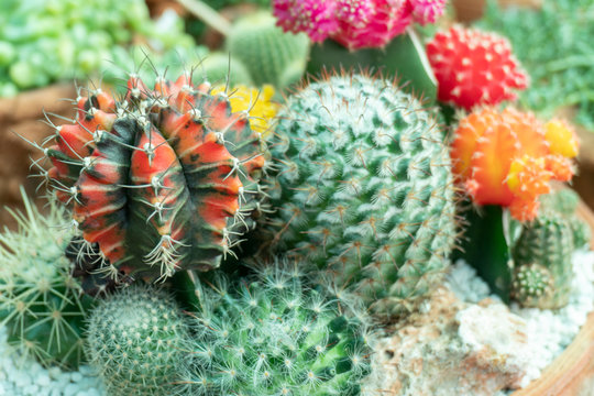 Cactus is a perennial shrub.