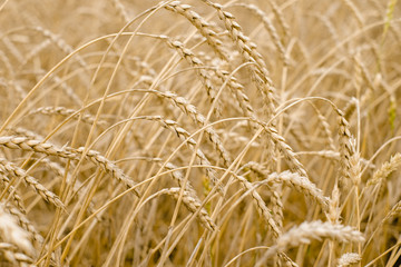 field of wheat