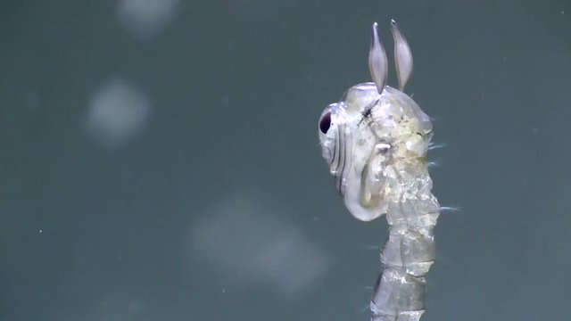 Chaoboridae  B&uuml;schelm&uuml;cke