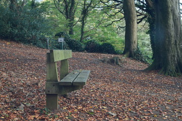 bench in autumn park
