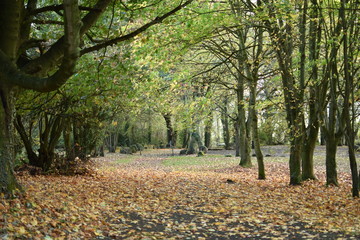 Forest in Autumn