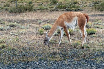 Patagonia Animal