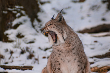 lynx in snowy winter landscape, lynx enclosure near Rabenklippe, Bad Harzburg, Germany