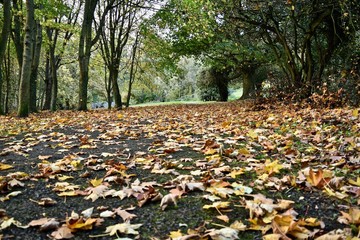 Autumn fallen leaves path