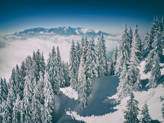 Winter Christmas scenic snow landscape background, with spruce trees in the foreground and misty mountains far behind.