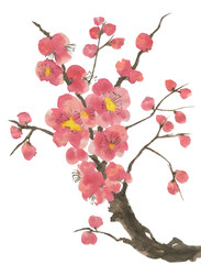 A branch of a blossoming sakura. Pink and red stylized flowers of plum mei and  wild cherry . Watercolor and ink illustration of tree in style sumi-e, go-hua,  u-sin. Oriental traditional painting. .