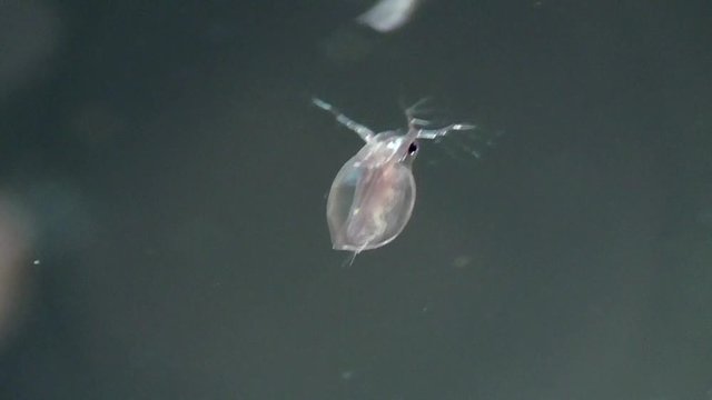 Gemeiner&nbsp;Wasserfloh&nbsp;(Daphnia pulex)