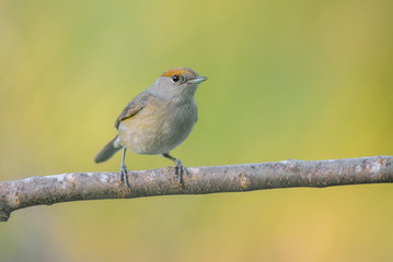 Sylvia atricapilla, sardiniam warbler