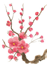 A branch of a blossoming sakura. Pink and red stylized flowers of plum mei and  wild cherry . Watercolor and ink illustration of tree in style sumi-e, go-hua,  u-sin. Oriental traditional painting. .