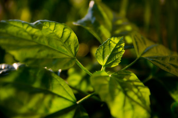 Hibiscus plant with fresh spring leaves