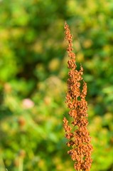 Dried plant