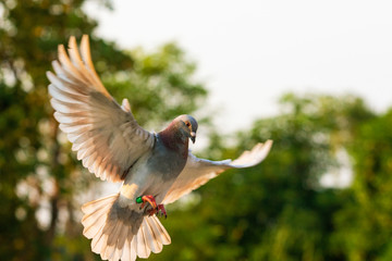 red feather speed racing pigeon flying  in green park