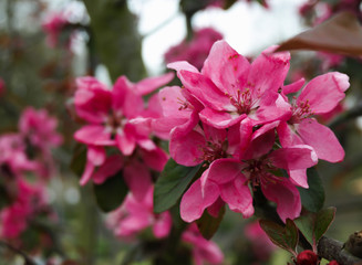 Botanic garden flora flower waterfall leaves