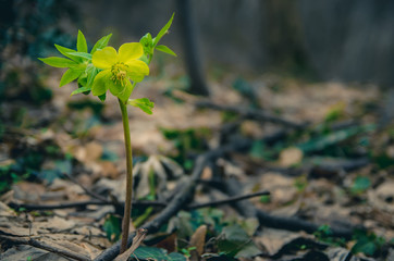 Close up view of a green flower blooming in the forest, marking the beginning of spring