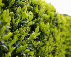 Botanic garden flora flower waterfall leaves