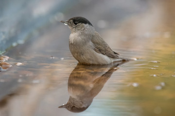 Sylvia atricapilla, sardiniam warbler