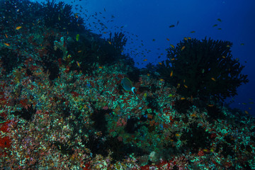 Obraz na płótnie Canvas Coral reef at the Maldives