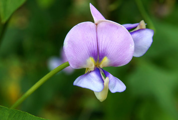 Beautiful purple flowers