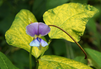 Beautiful purple flowers
