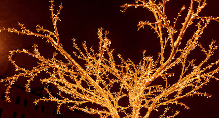 Tree branches glow with lights at night