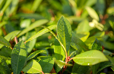 Leaves on a tree in a subtropical climate