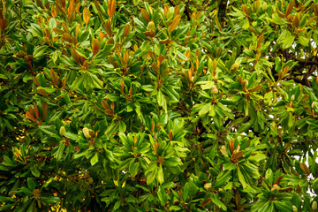 Leaves on a tree in a subtropical climate