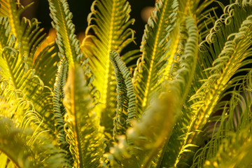 Leaves on the plant in the subtropics