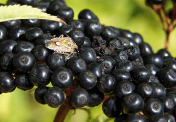 Parent shieldbugs on elderberries