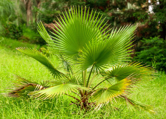 Palm trees in the park. Subtropical climate