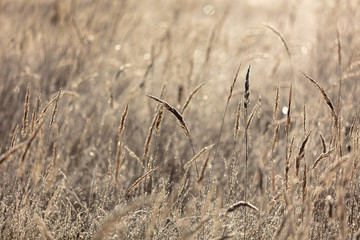 Fototapeta premium Dry grass in the morning at sunrise